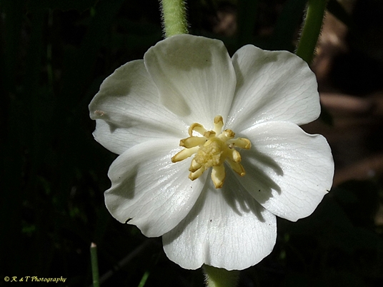 {Podophyllum peltatum}